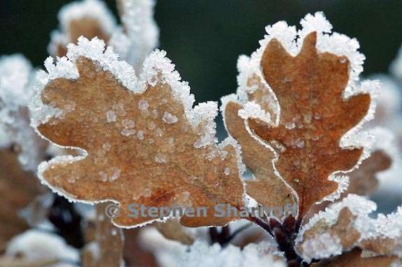 frosted leaves 3 graphic